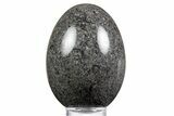 Polished Black Coquina Egg - California #334172-1